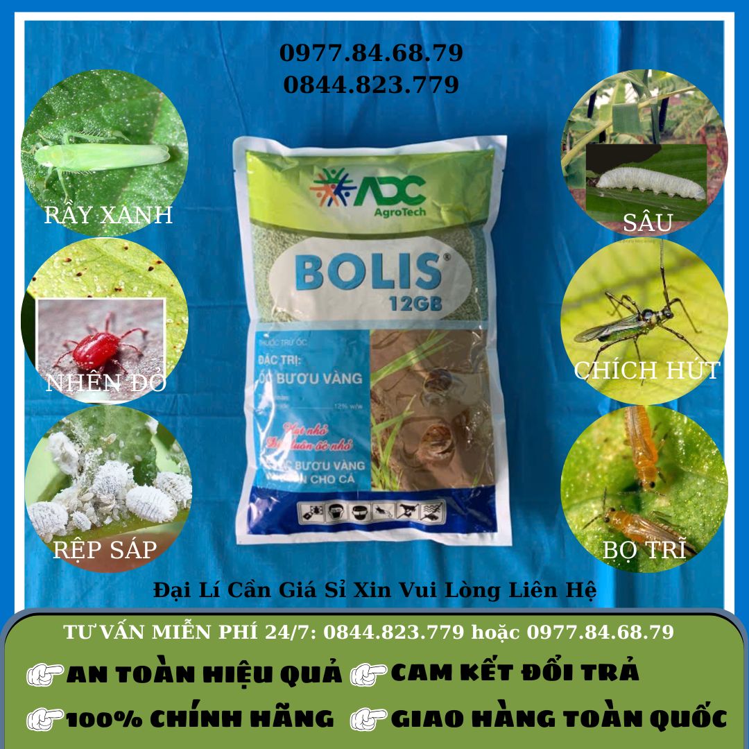 Bolis Ốc Sên 1kg
