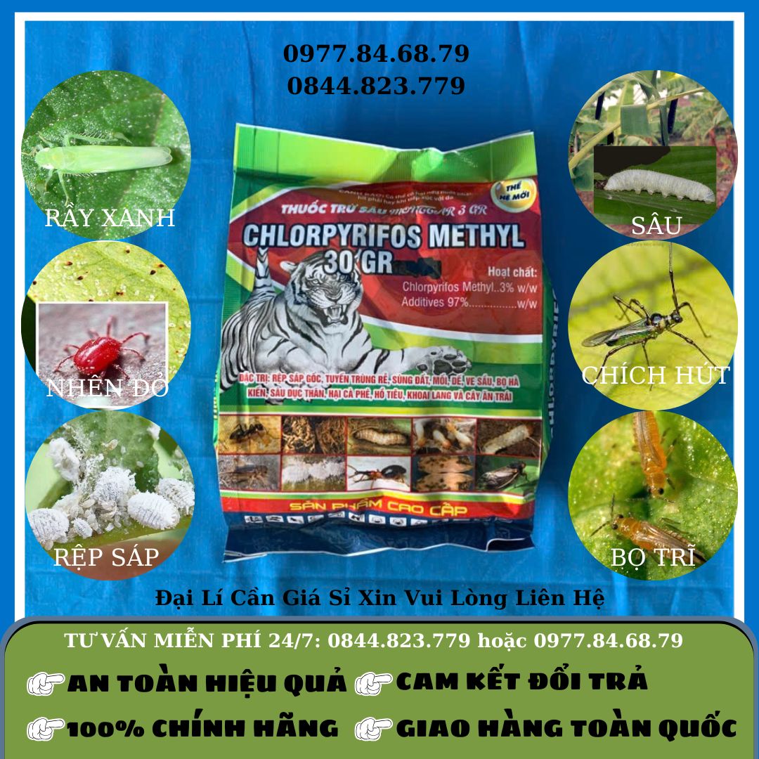 Mối Chlorifos Methyl
