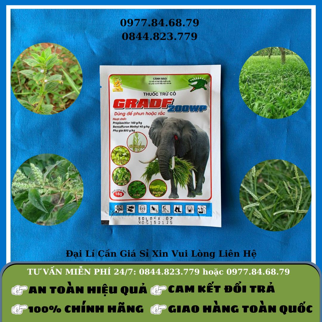 Cỏ gói Gradf 200WP