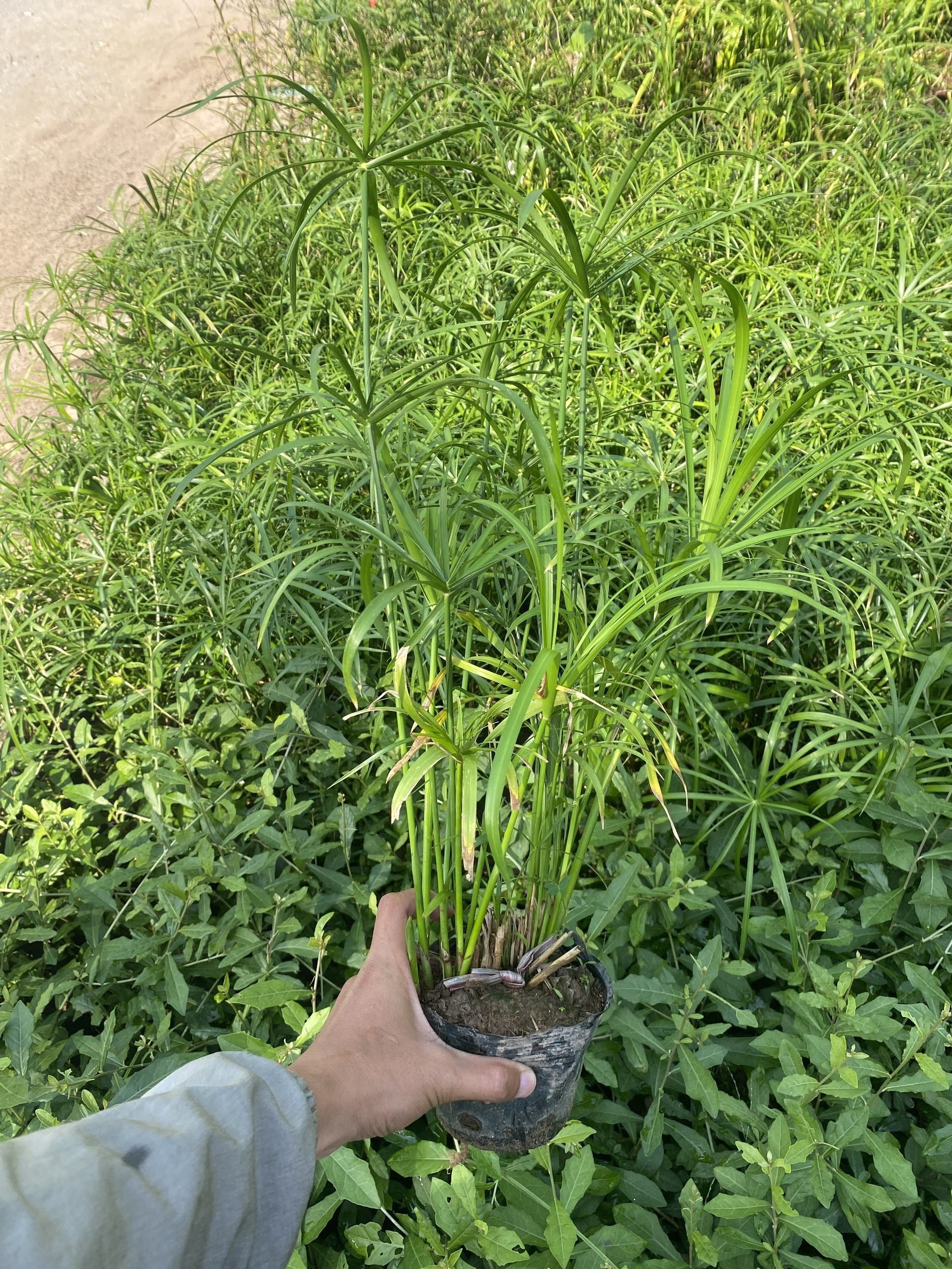 Hệ thống xử lý nước thải Jokaso tank công suất 15m3/ngđ (VINACEE) chính hãng