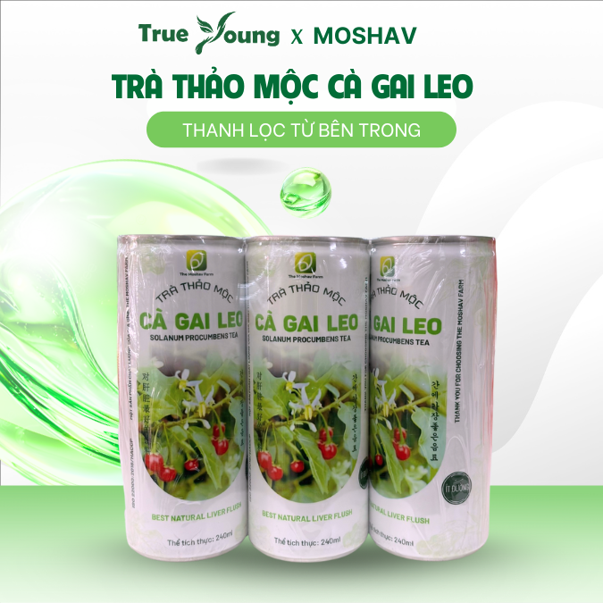 Trà Thảo Mộc Cà Gai Leo - The Moshav Farm