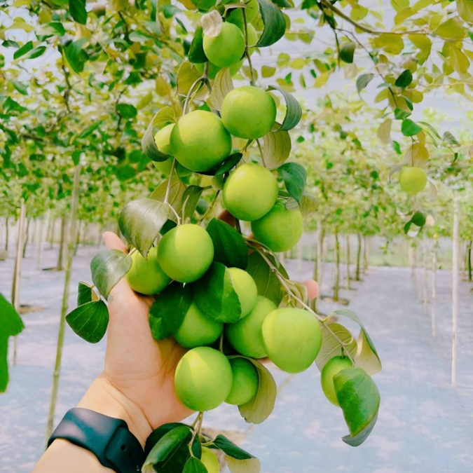 Táo Sấy Lạnh Rangfarm – từ táo xanh Ninh Thuận