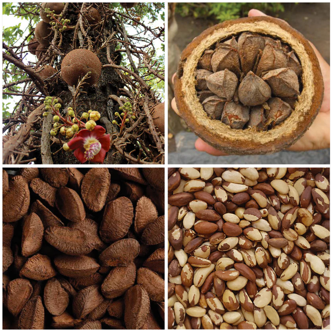 Những vitamin và khoáng chất quý có trong hạt quả hạch Brazil Nuts