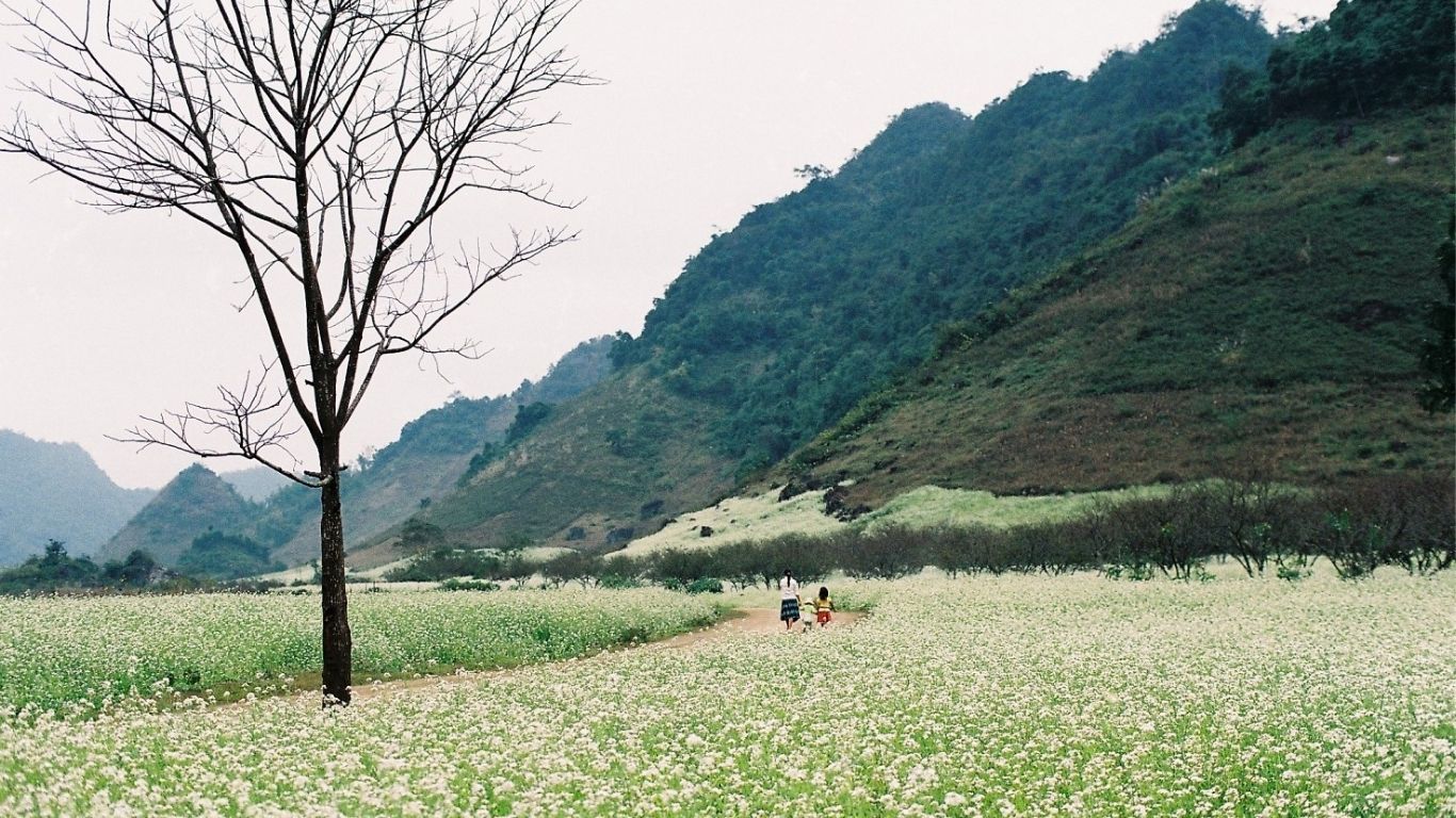 [2 Ngày 1 đêm] Tour ghép Hà Nội – Mộc Châu - Hà Nội