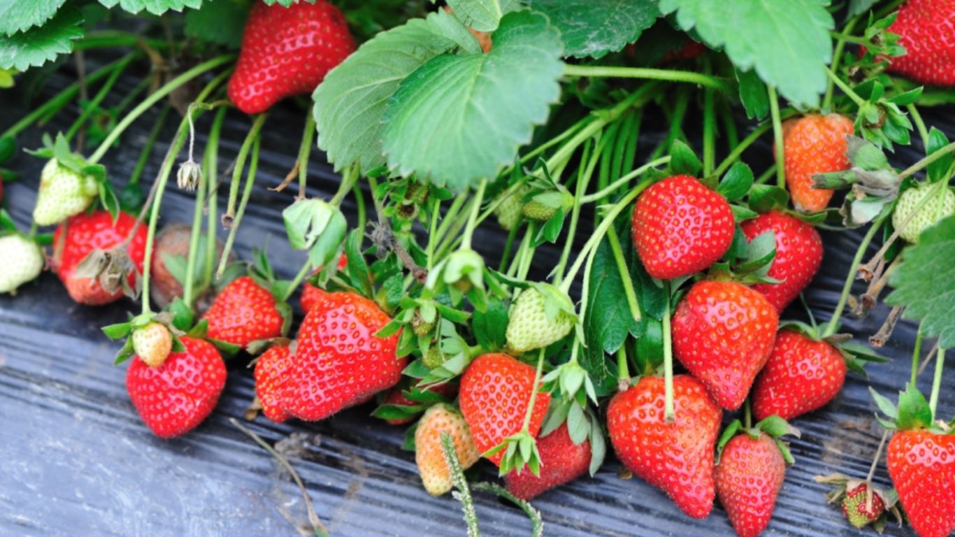 [2 Ngày 1 đêm] Tour ghép Hà Nội – Mộc Châu - Hà Nội