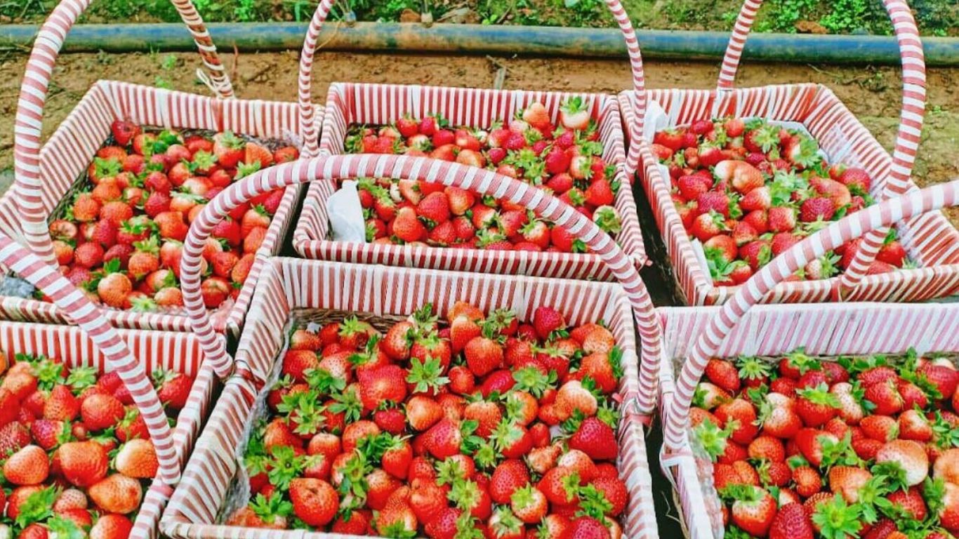 [2 Ngày 1 đêm] Tour ghép Hà Nội – Mộc Châu - Hà Nội