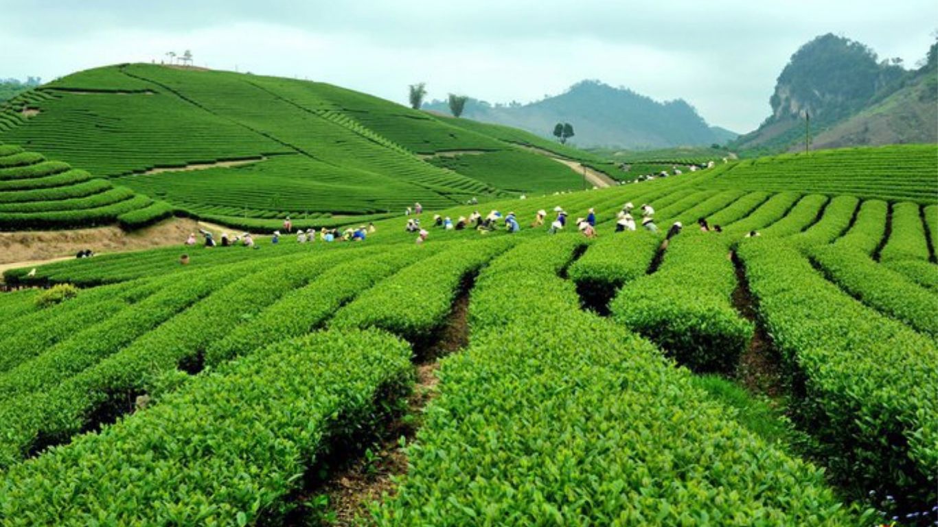 [2 Ngày 1 đêm] Tour ghép Hà Nội – Mộc Châu - Hà Nội