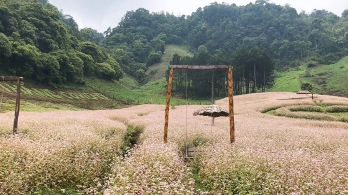 [2 Ngày 1 đêm] Tour ghép Hà Nội – Mộc Châu - Hà Nội