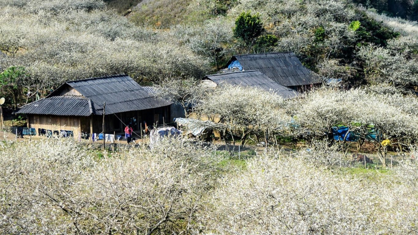 [2 Ngày 1 đêm] Tour ghép Hà Nội – Mộc Châu - Hà Nội