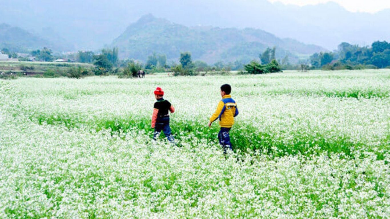 [2 Ngày 1 đêm] Tour ghép Hà Nội – Mộc Châu - Hà Nội