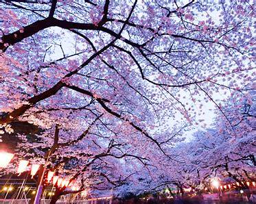 [6N5Đ] Tour ghép Tokyo – Phú Sỹ – Nagoya – Kyoto – Osaka