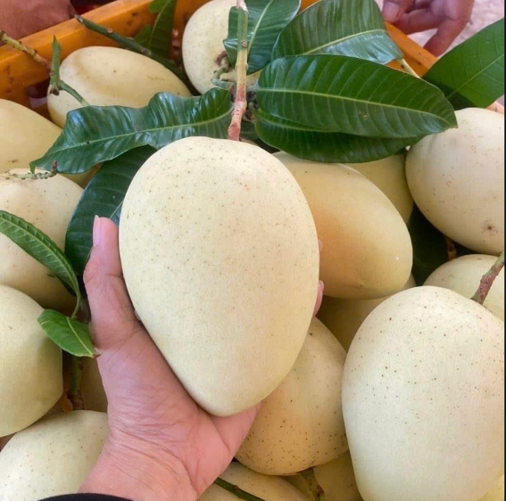 Green-skinned CatChu Mango