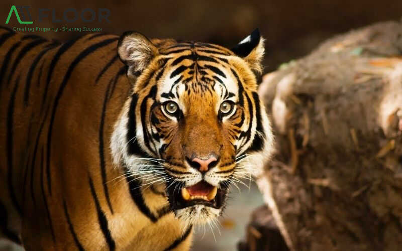 Tiger horoscope 1974