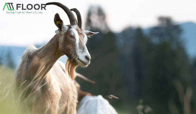 Year of the Goat 2026: Lucky colors