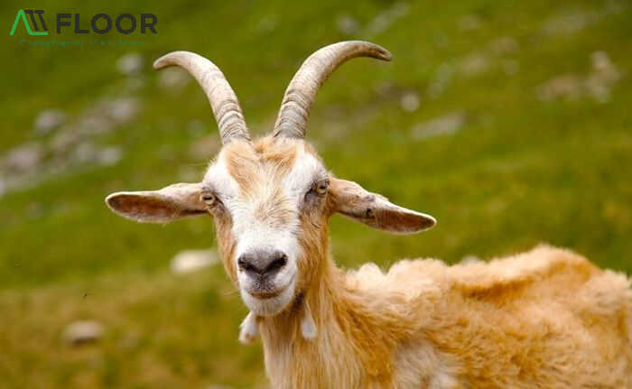 Year of the Goat 2026: Lucky colors