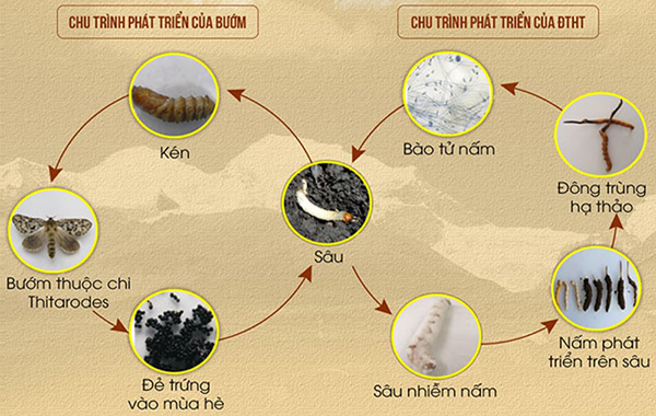 Quá trình hình thành và phát triển của đông trùng hạ thảo