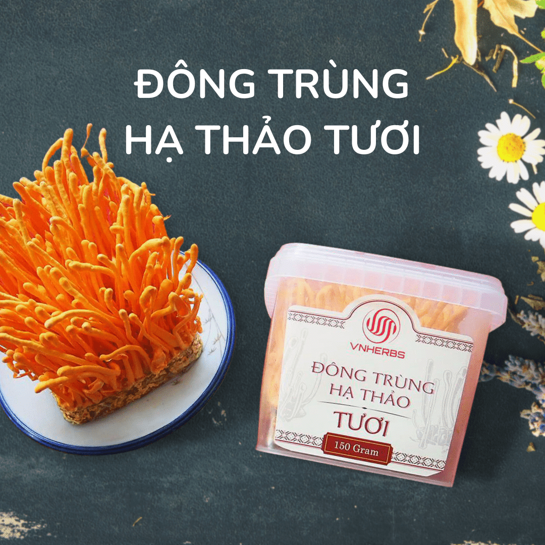 Đông Trùng Hạ Thảo Tươi có đế hộp 150g