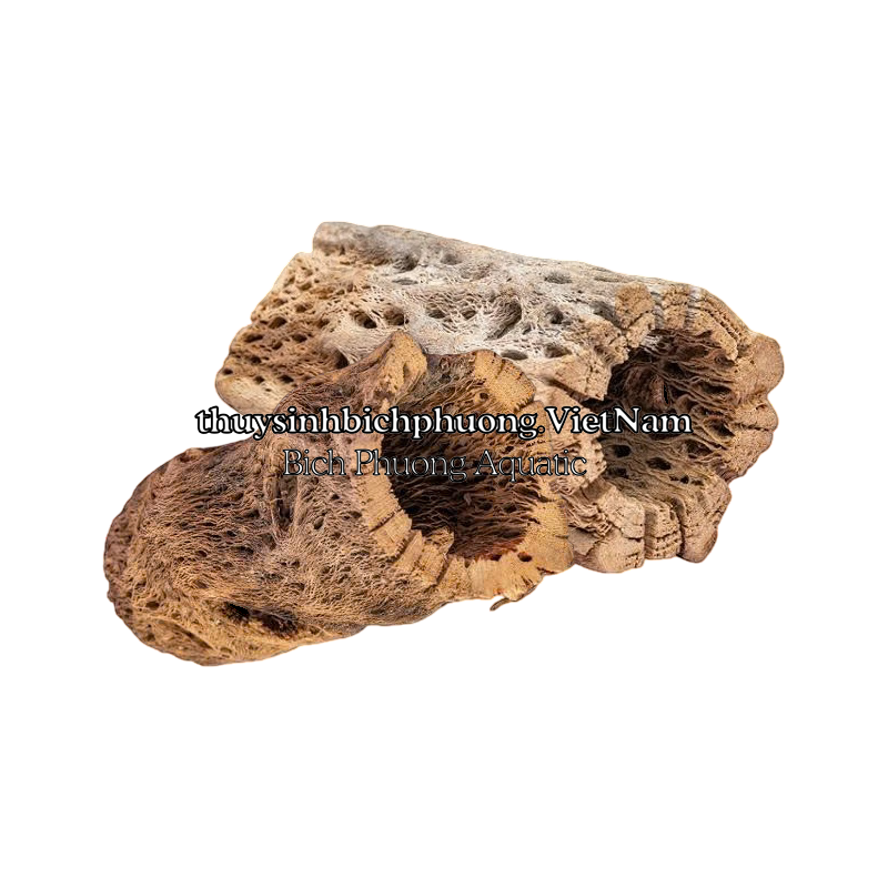 LARGE CHOLLA WOOD - LŨA XƯƠNG RỒNG