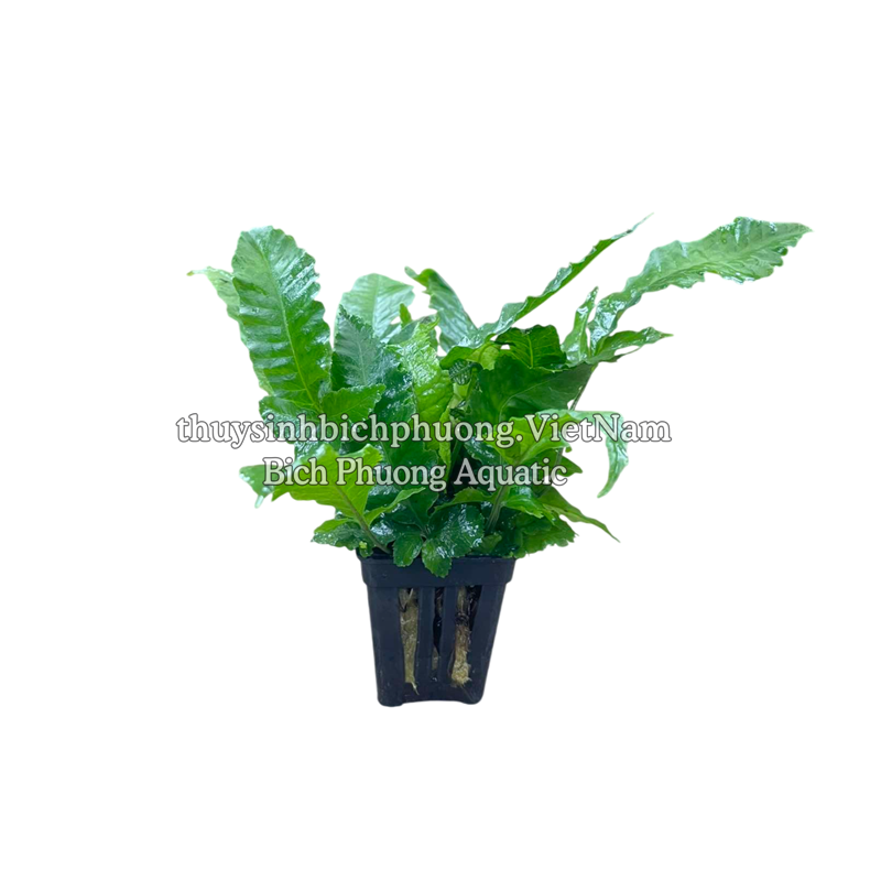 DƯƠNG XỈ LÁ ỔI (Bolbitis heteroclita) - CÂY THỦY SINH