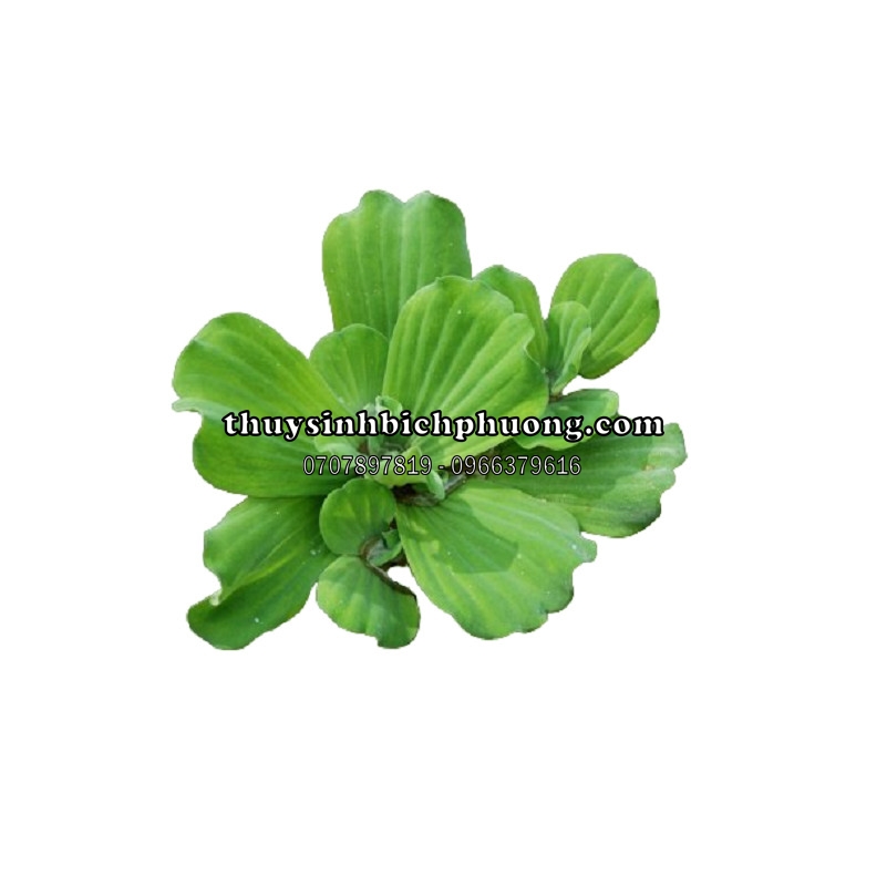 BÈO TAI TƯỢNG / BÈO CÁI - CÂY THỦY SINH