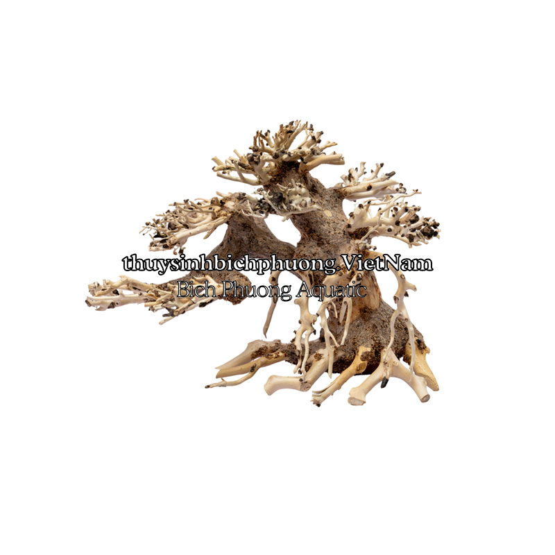 BONSAI MINI TÁN ĐỔ PHẢI QUA TRÁI - TIỂU CẢNH GỖ LŨA