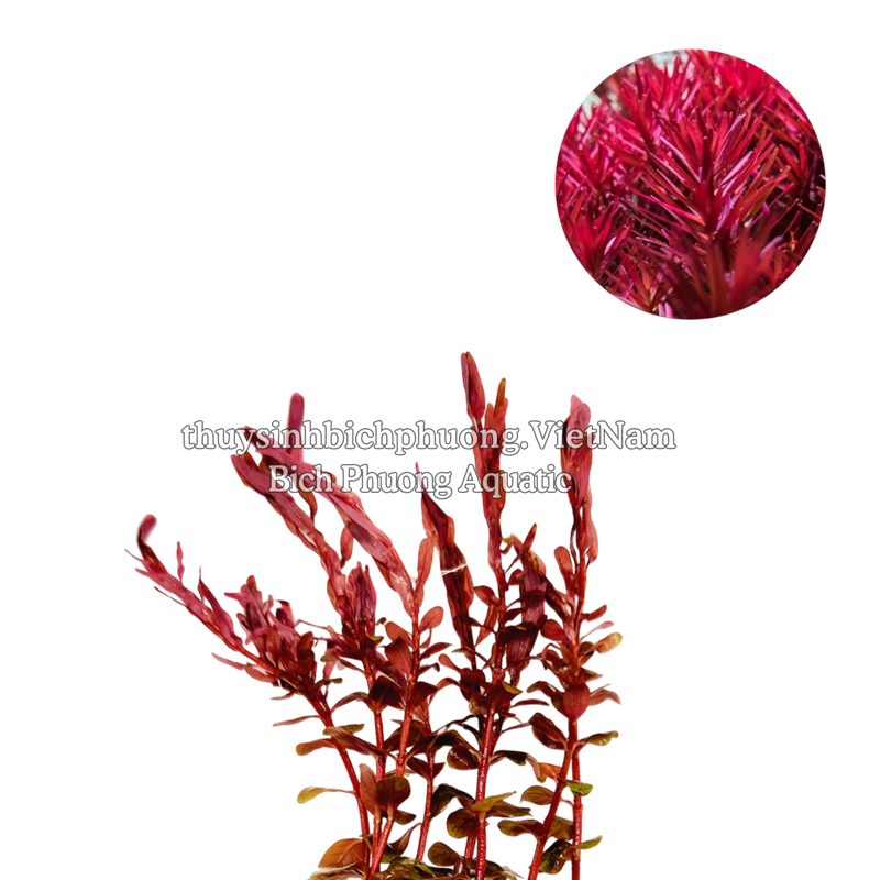 ROTALA SUPER RED - CÂY THỦY SINH