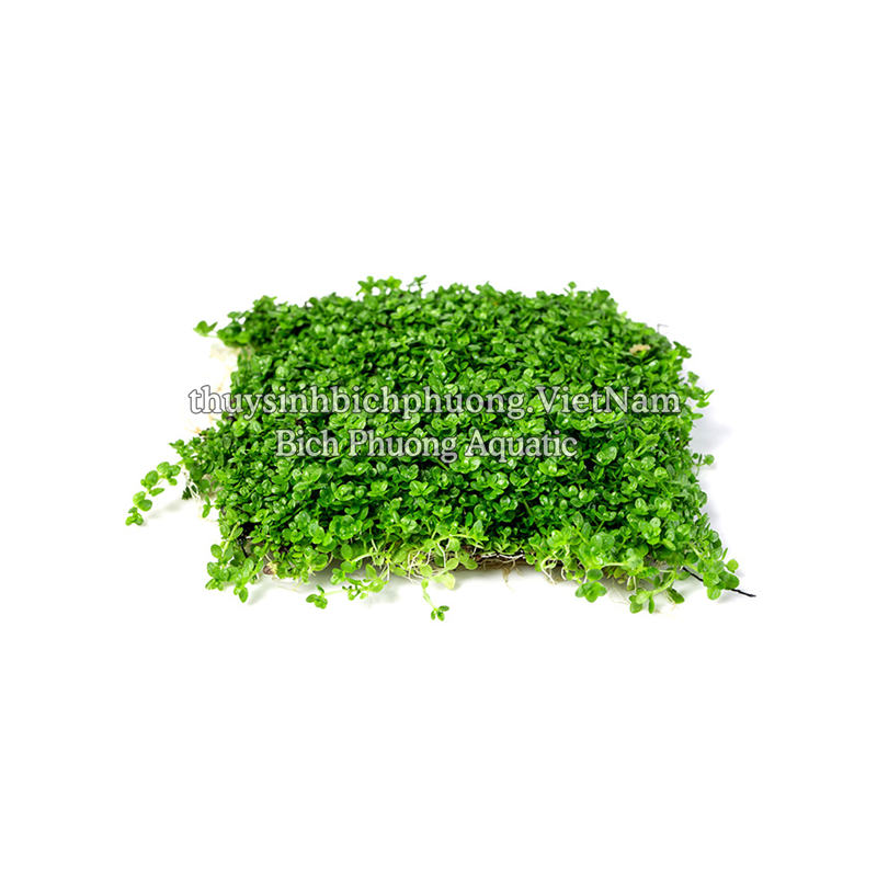 TRÂN CHÂU CUBA (Hemianthus callitrichoides ‘Cuba’)