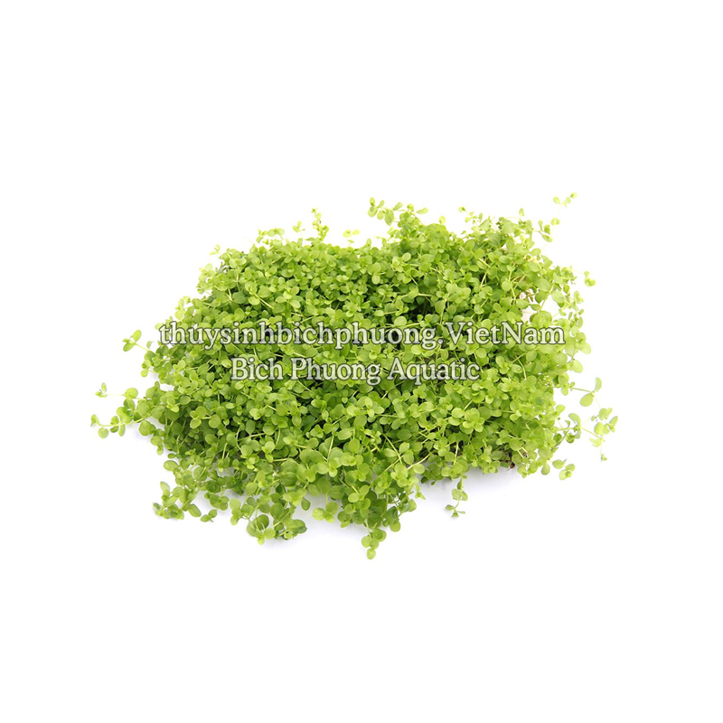 TRÂN CHÂU NGỌC TRAI (Micranthemum 'Monte Carlo' ) - CÂY THỦY SINH