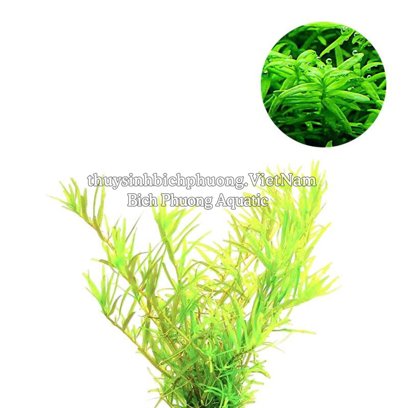 ROTALA SP GREEN (VẨY ỐC XANH BÒ) - CÂY THỦY SINH