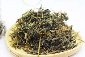 GIẢO CỔ LAM – CÂY THUỐC QUÝ CỦA NGƯỜI VIỆT