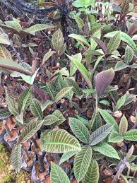 LÁ KHÔI - LOÀI THẢO MỘC CHUYÊN TRỊ BỆNH DẠ DÀY