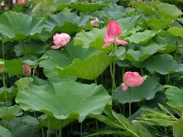 LÁ SEN - DƯỢC LIỆU ĐIỀU TRỊ HIỆU QUẢ NHIỀU BỆNH LÝ