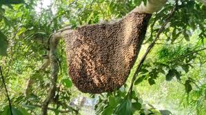 MẬT ONG - TINH HOA CỦA NÚI RỪNG TÂY BẮC