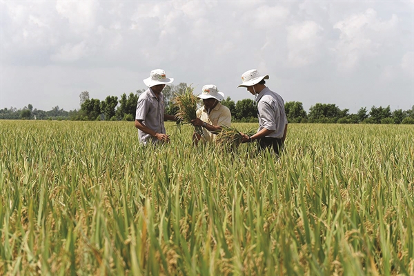 Xu hướng dinh dưỡng cây trồng cao cấp: từ châu Âu đến cánh đồng Việt
