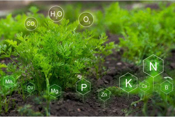 TỔNG HỢP VAI TRÒ CỦA CÁC NGUYÊN TỐ DINH DƯỠNG TRONG CÂY TRỒNG