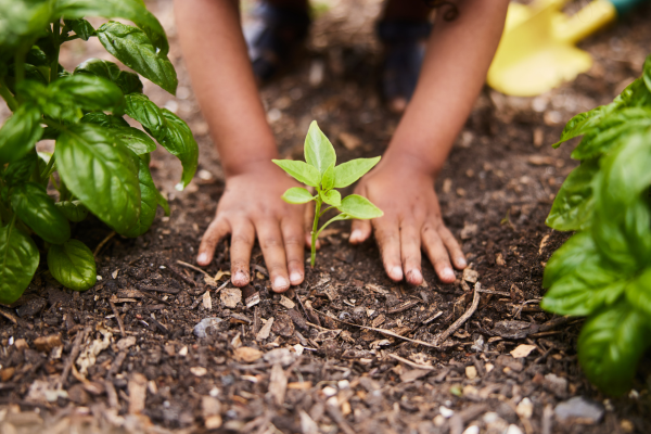 Đồng (Cu) – Nguyên tố vi lượng thiết yếu trong sự sống của cây trồng