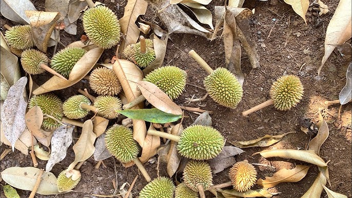 Rụng trái sầu riêng: hiểu đúng bản chất để bắt đúng nguyên nhân và xử lý đúng cách