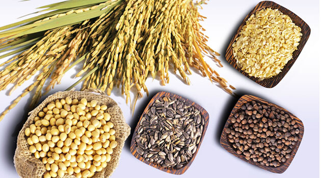 Ngũ cốc và sản phẩm từ ngũ cốc