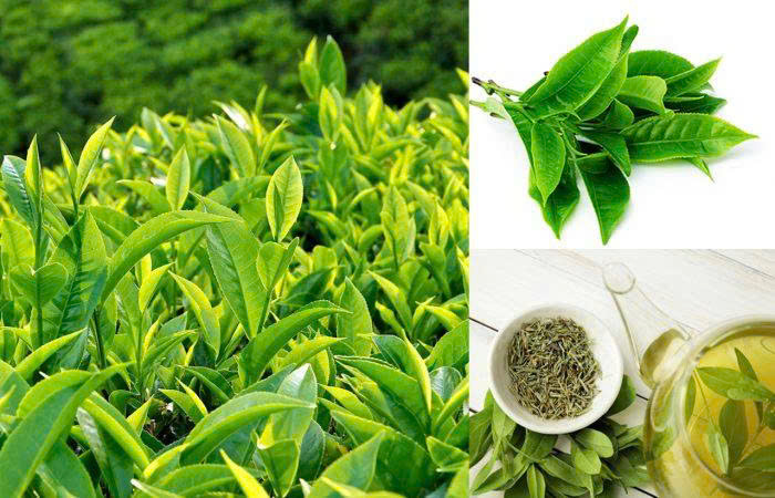 Trà, thuốc lá và gia vị nấu ăn