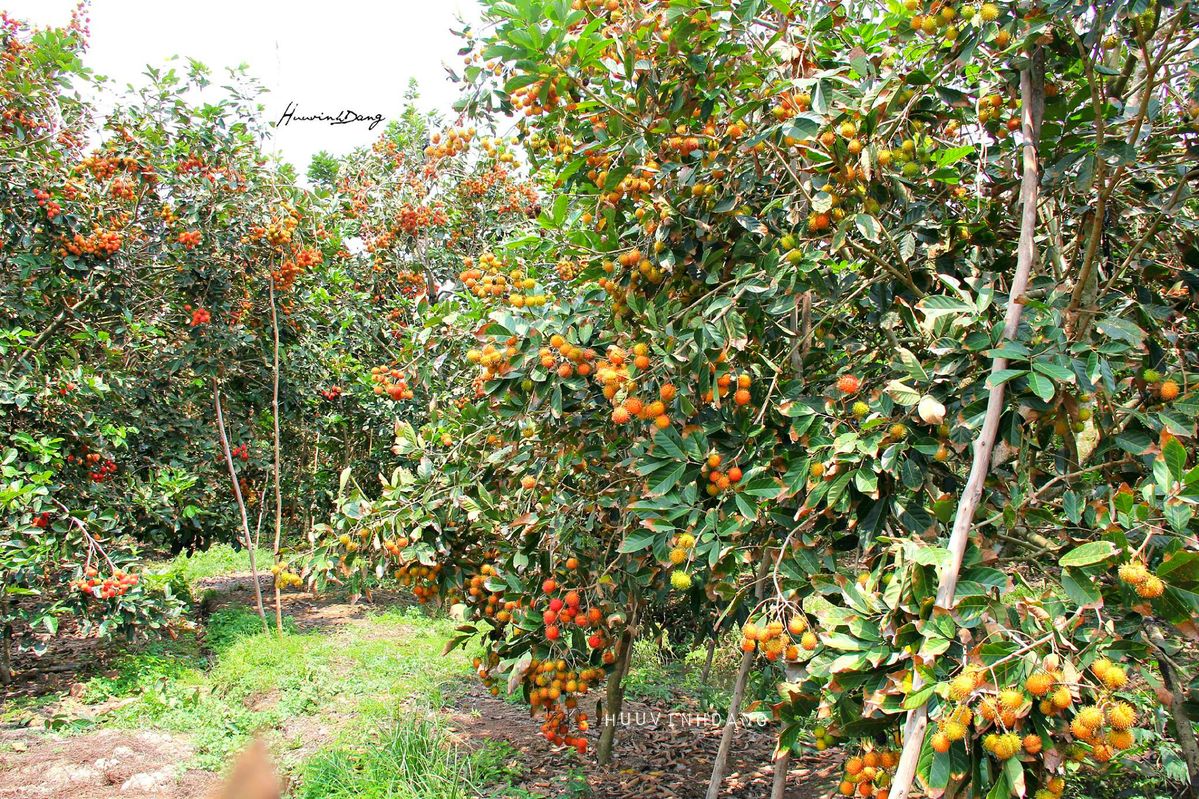 Bí quyết trồng cây ăn trái khỏe, sai quả