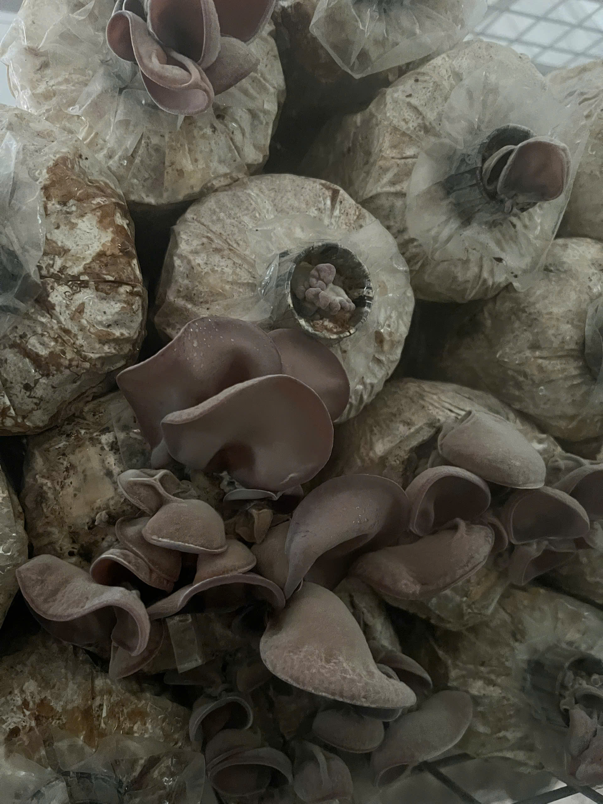 Quy trình nuôi trồng nấm mộc nhĩ theo hướng hữu cơ