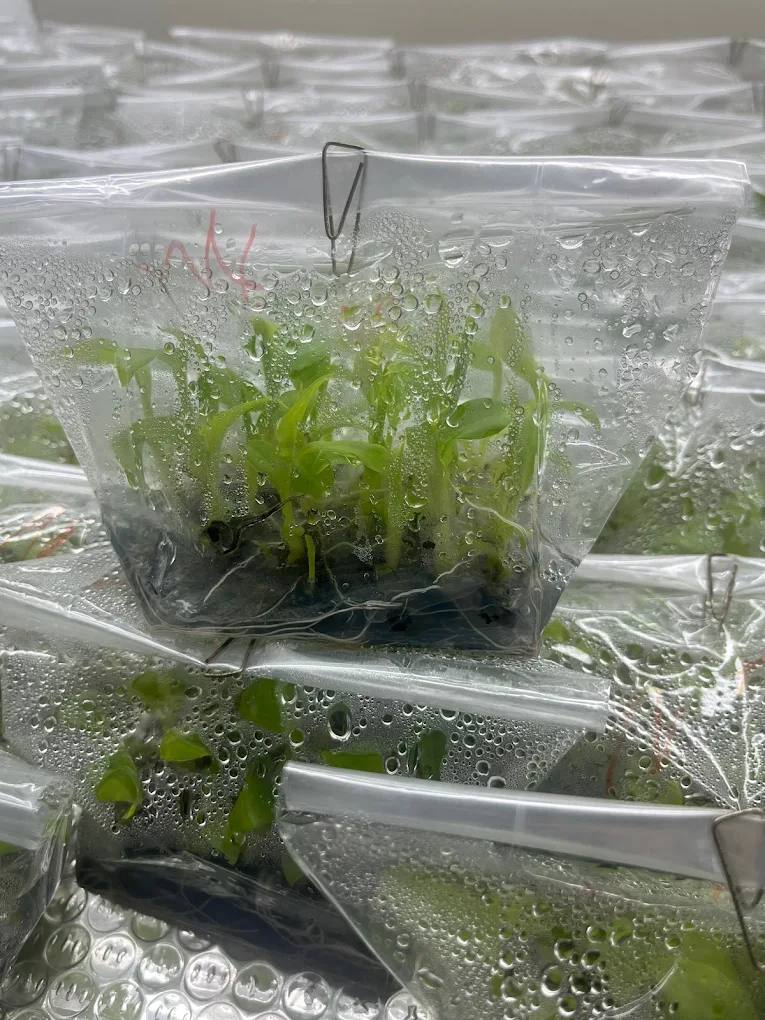 Quy trình nhân giống cây chuối già Nam Mỹ bằng nuôi cấy mô (in vitro)