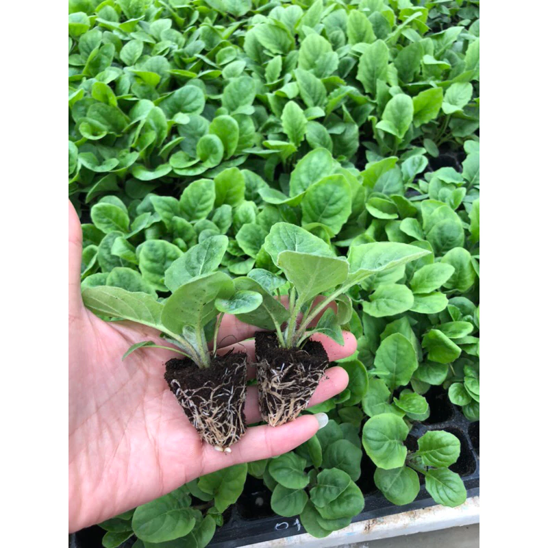 Quy trình nhân giống hoa đồng tiền bằng nuôi cấy mô