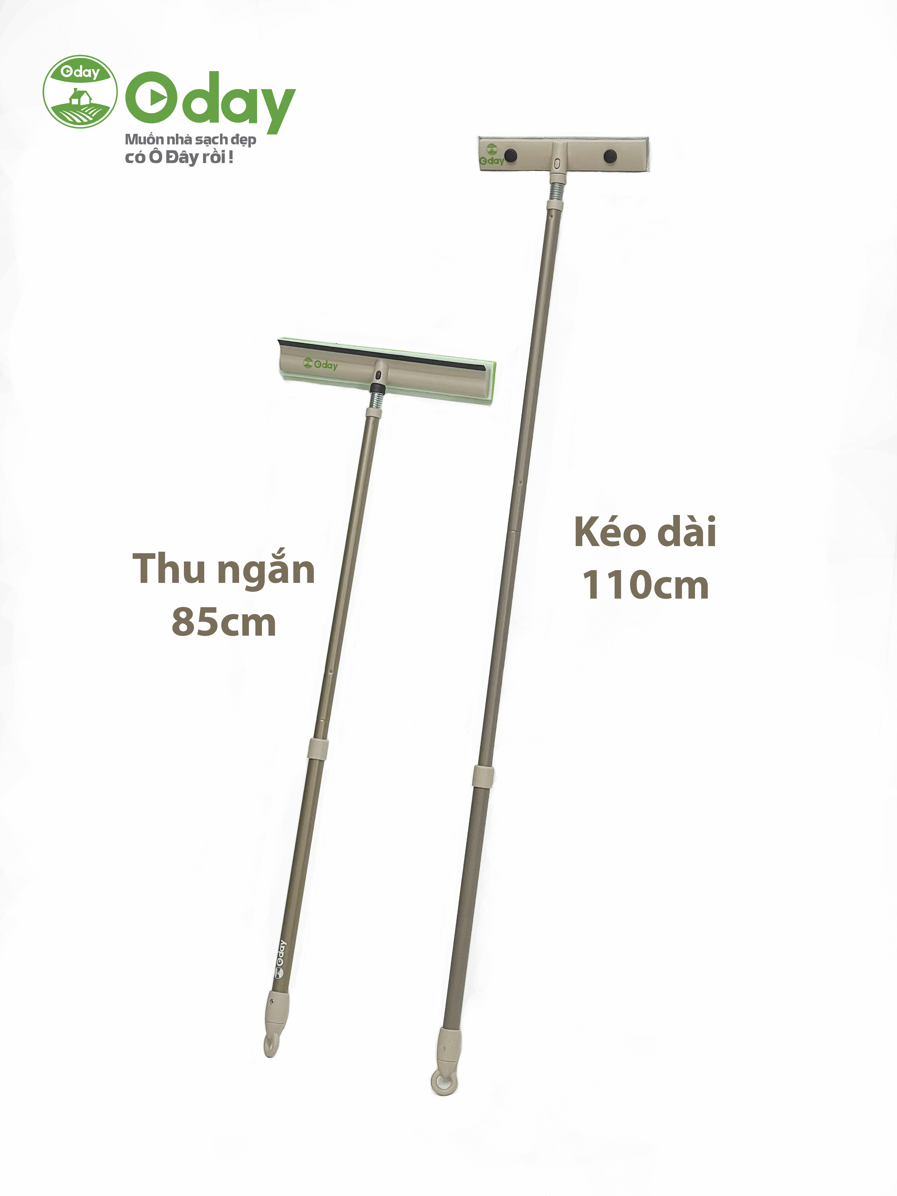 Cây lau kính Oday C3
