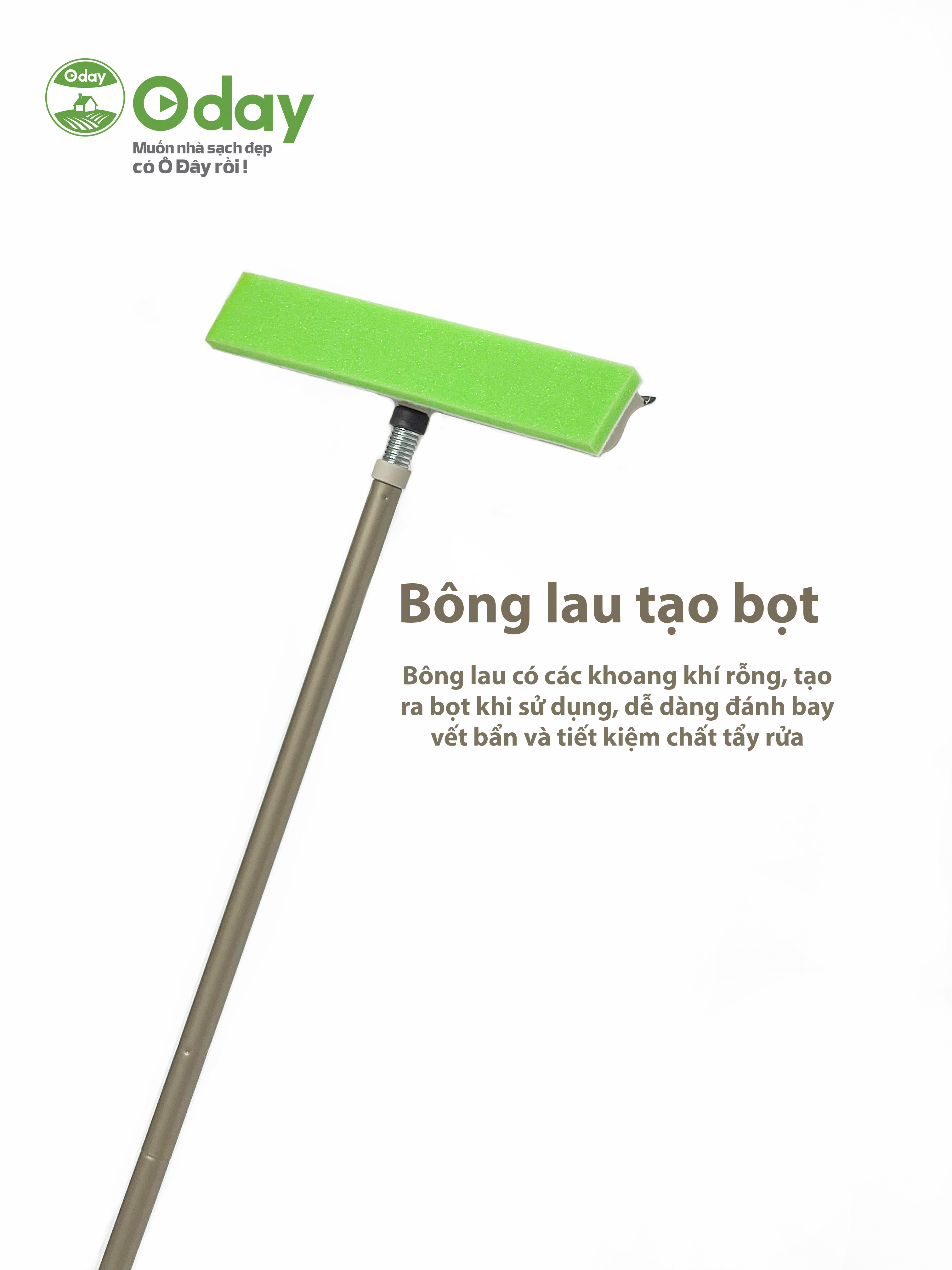 Cây lau kính Oday C3