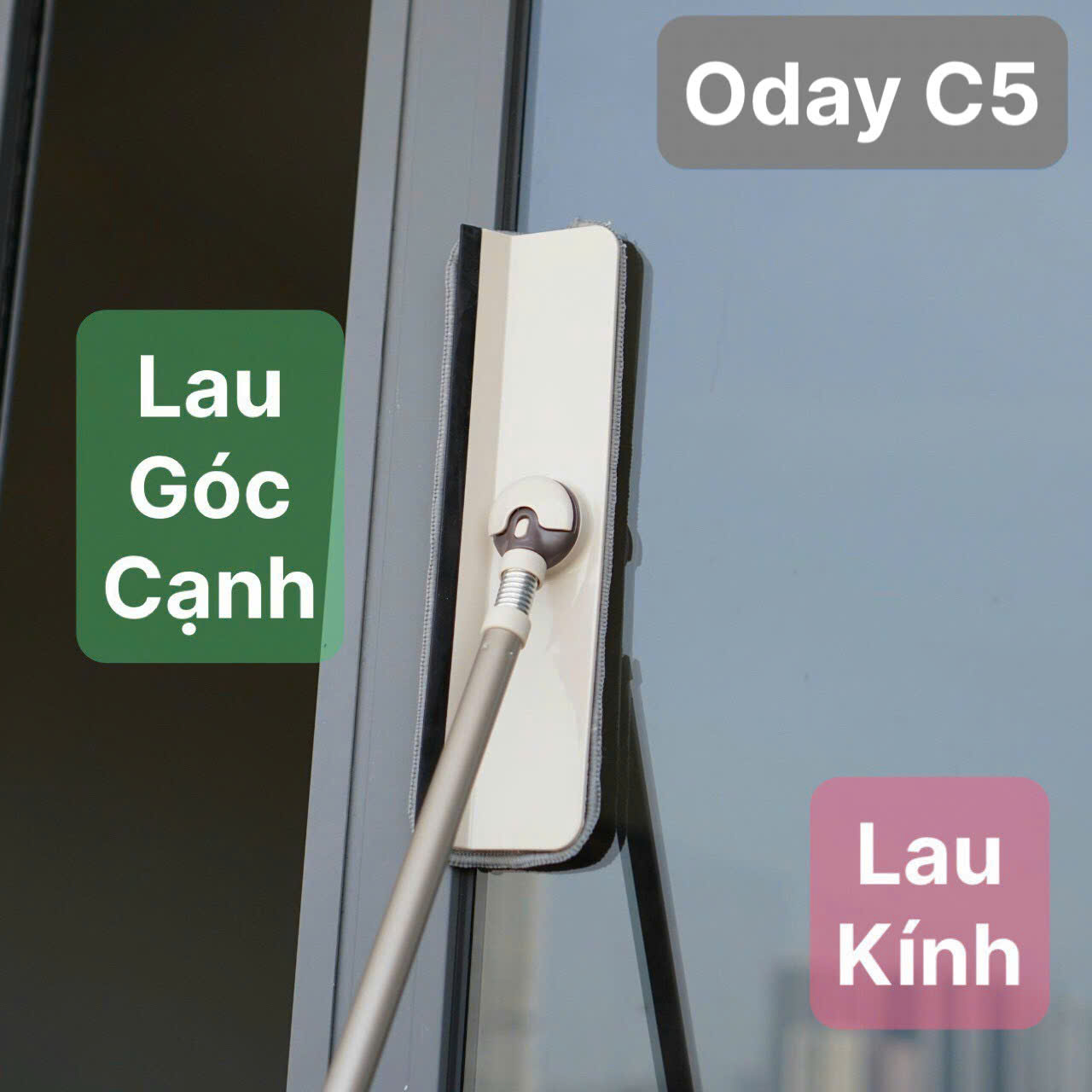 Cây lau kính Oday C5