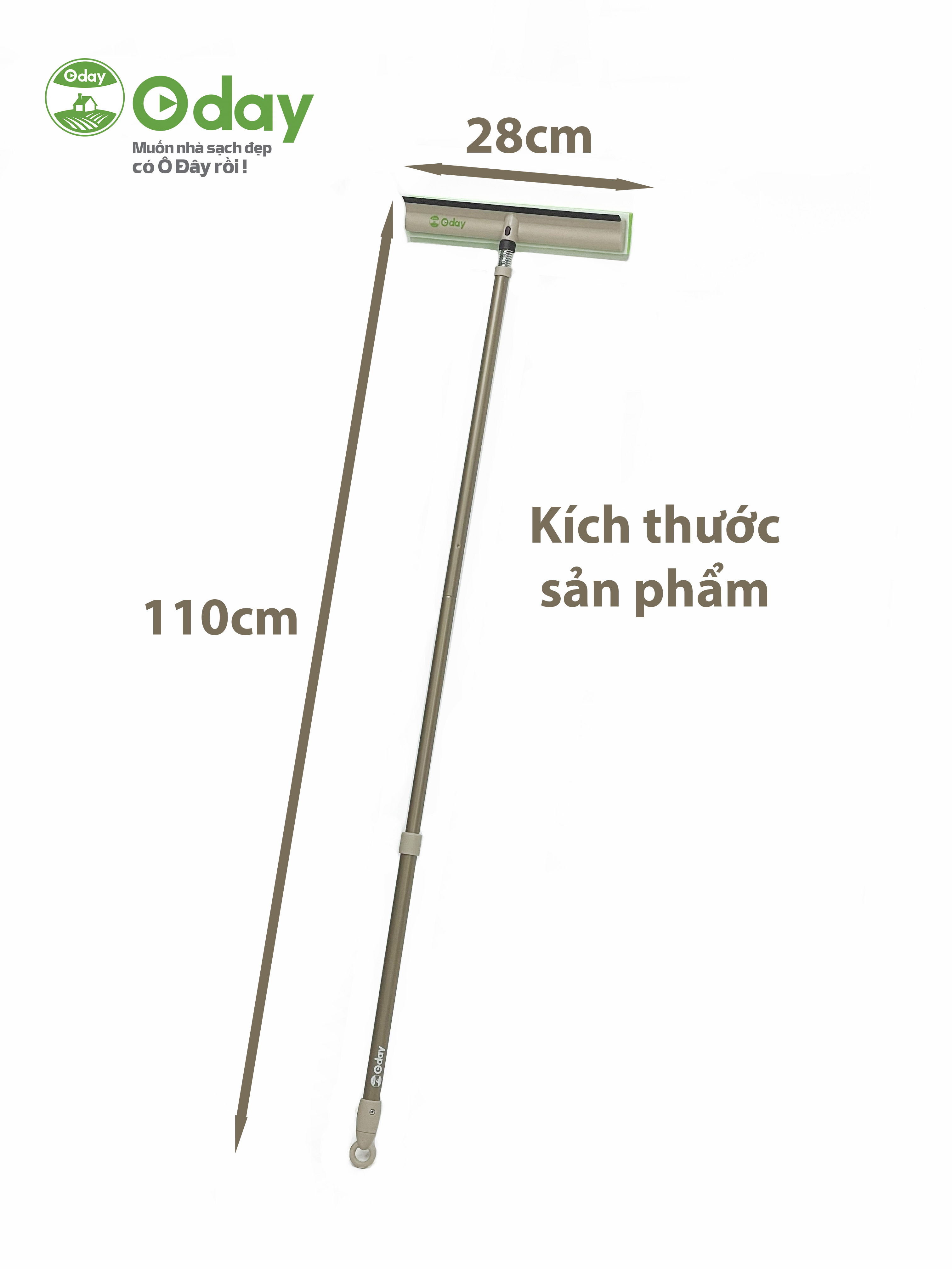 Cây lau kính Oday C3