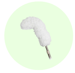 Cây lau bụi phất trần Oday