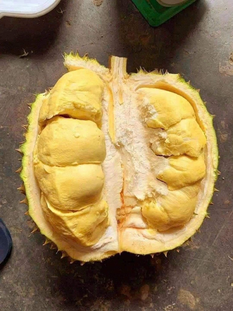 Sầu Sữa Khánh Sơn