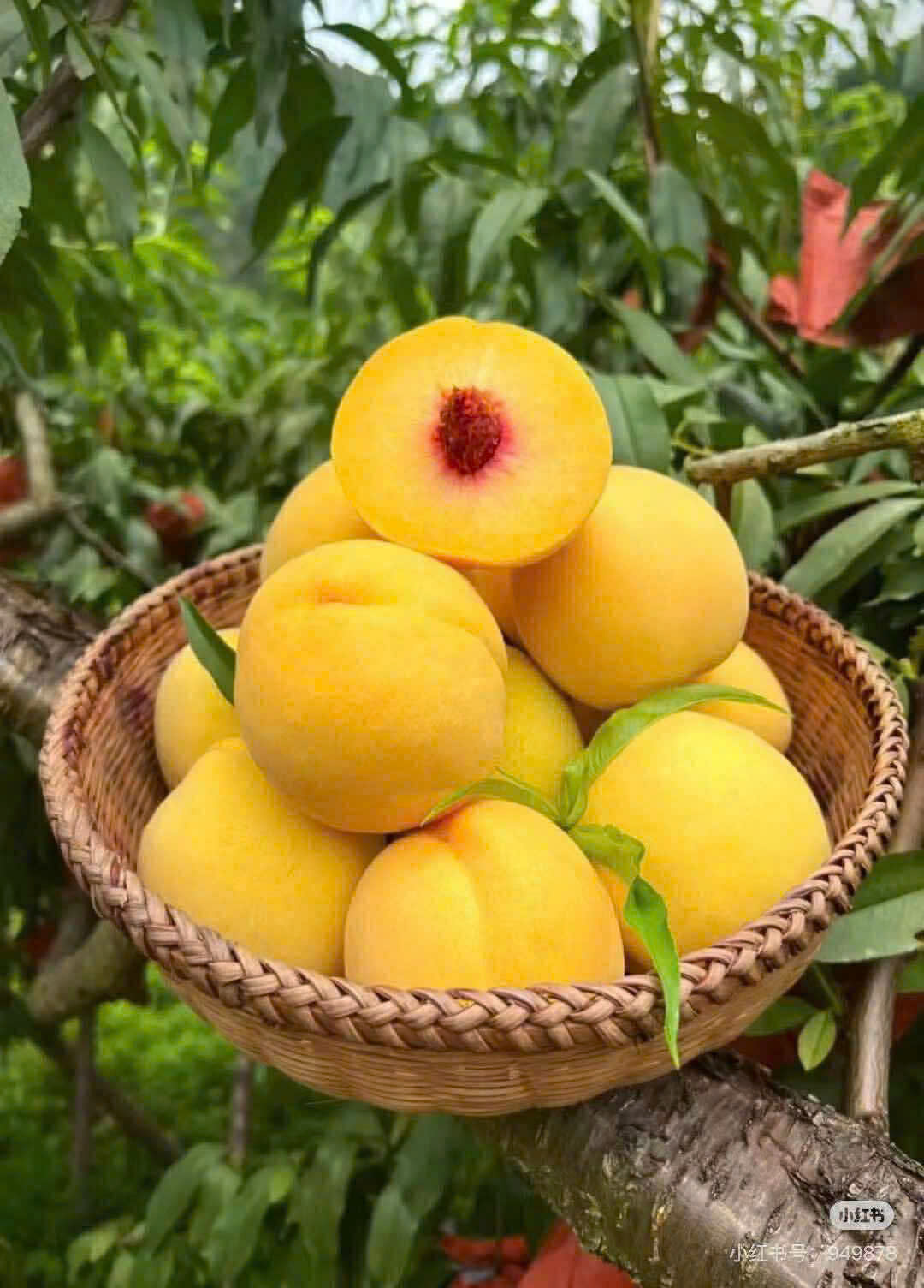 Đào Vàng Bắc Kinh- SMG
